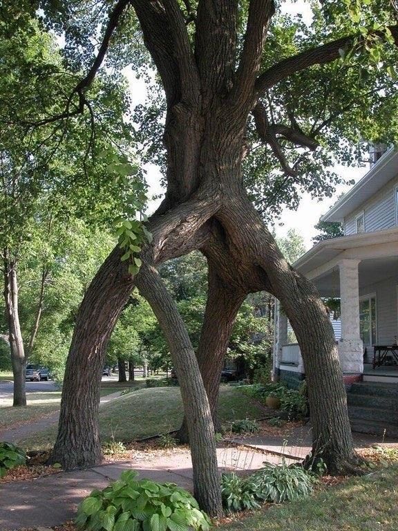 Large tree with trunk splitting into four leg-like sections in a suburban front yard