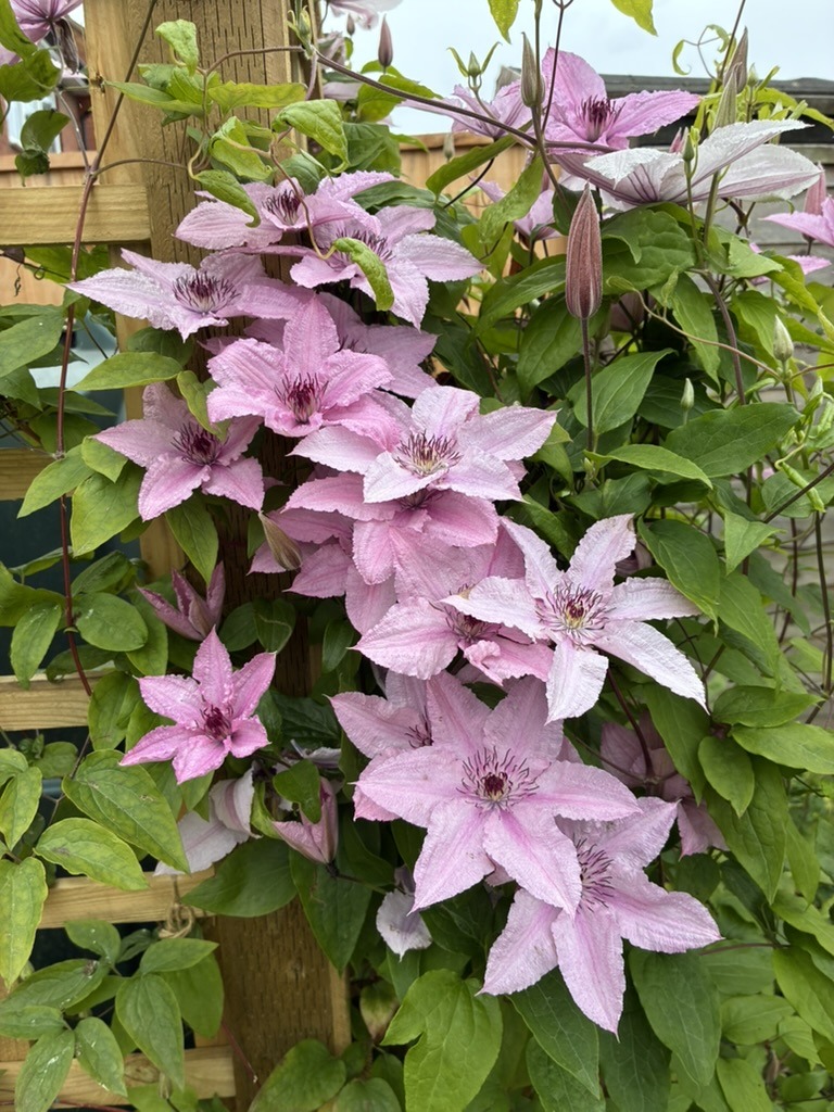 Pink clematis flowers climbing a wooden trellis with green leaves, Corby Glen, England