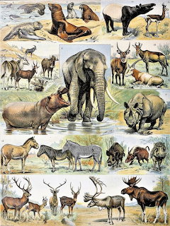 Vintage educational illustration panel showing diverse mammals including elephant, rhino, hippo, seals, and deer species