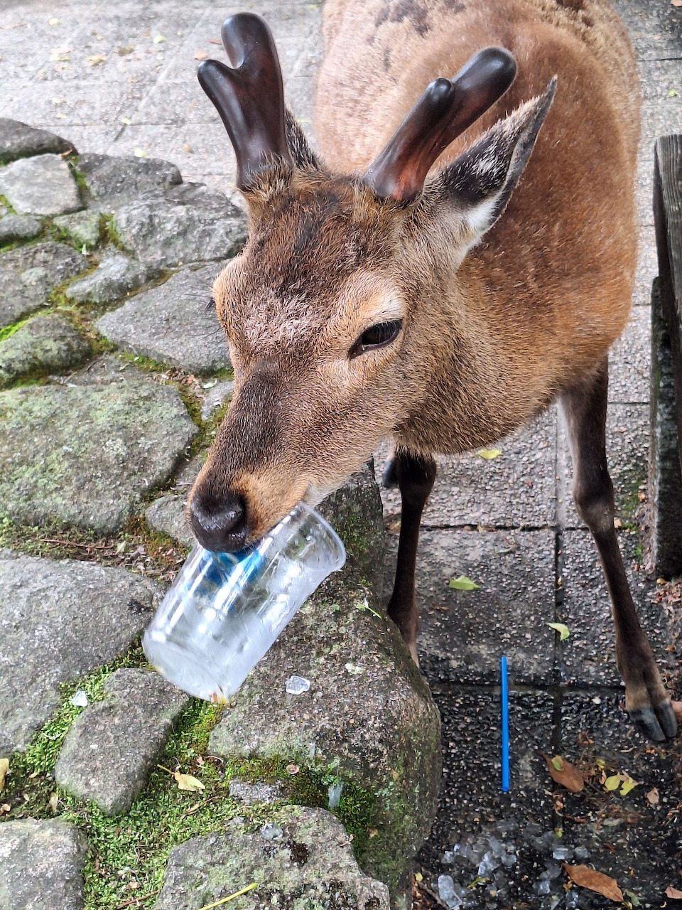 Sika deer holding a plastic cup in its mouth on a coblestone path in Japan