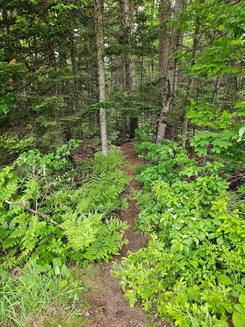 Upper Peninsula Michigan scenic landscape view