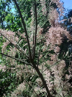 Flowering Tamarisk Shrub