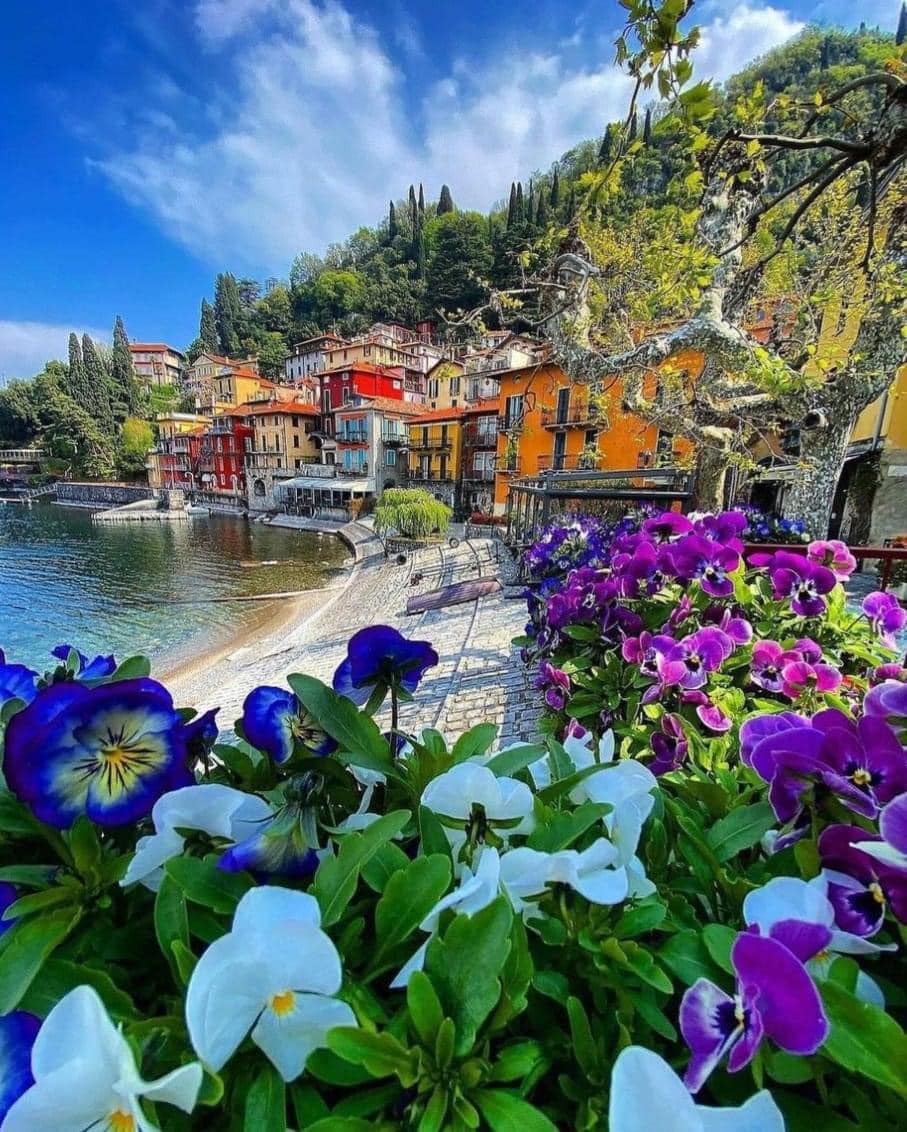 Colorful waterfront buildings at Lake Como with purple flowers in foreground and blue sky