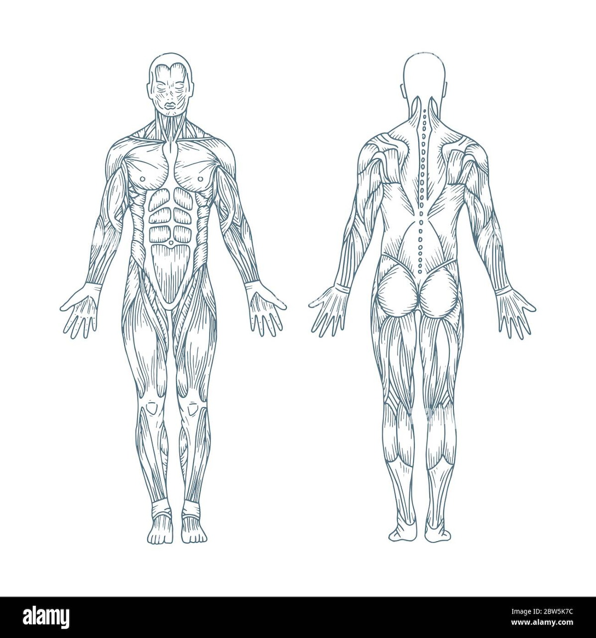 Front and back anatomical diagram of human body showing muscular system in blue line drawing style