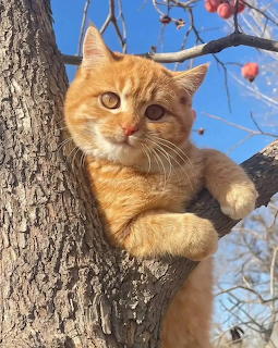 Orange taby cat sitting on a tree branch looking down at the camera with blue sky behind