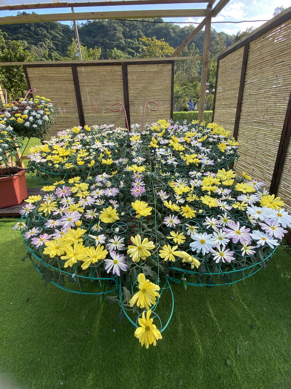 Chrysanthemum Bloom Display
