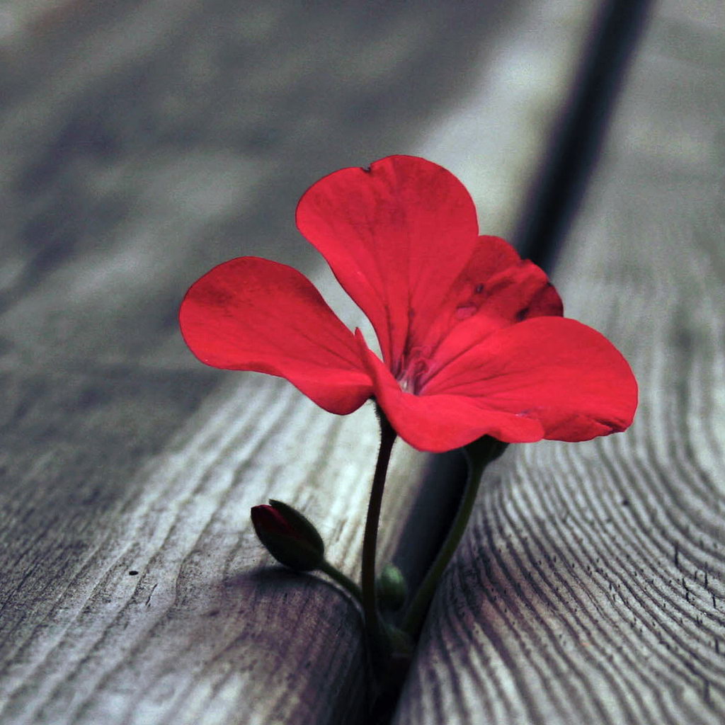 Close-up of a bright red geranium flower lying on textured gray wood planks