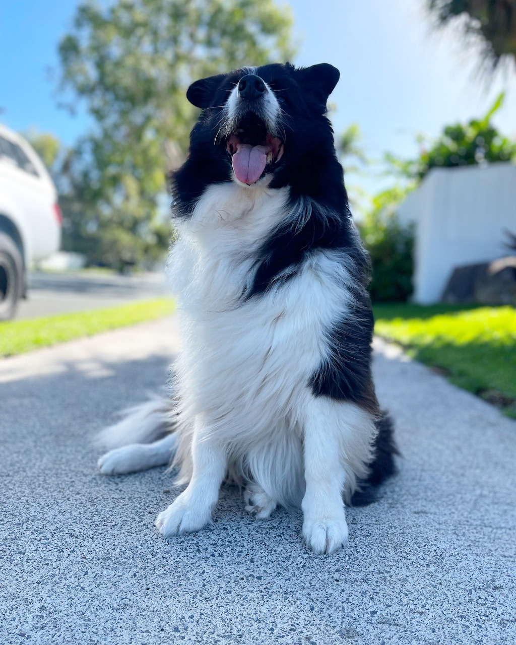 Black and white Border Collie puppy sitting on pavement with tongue out