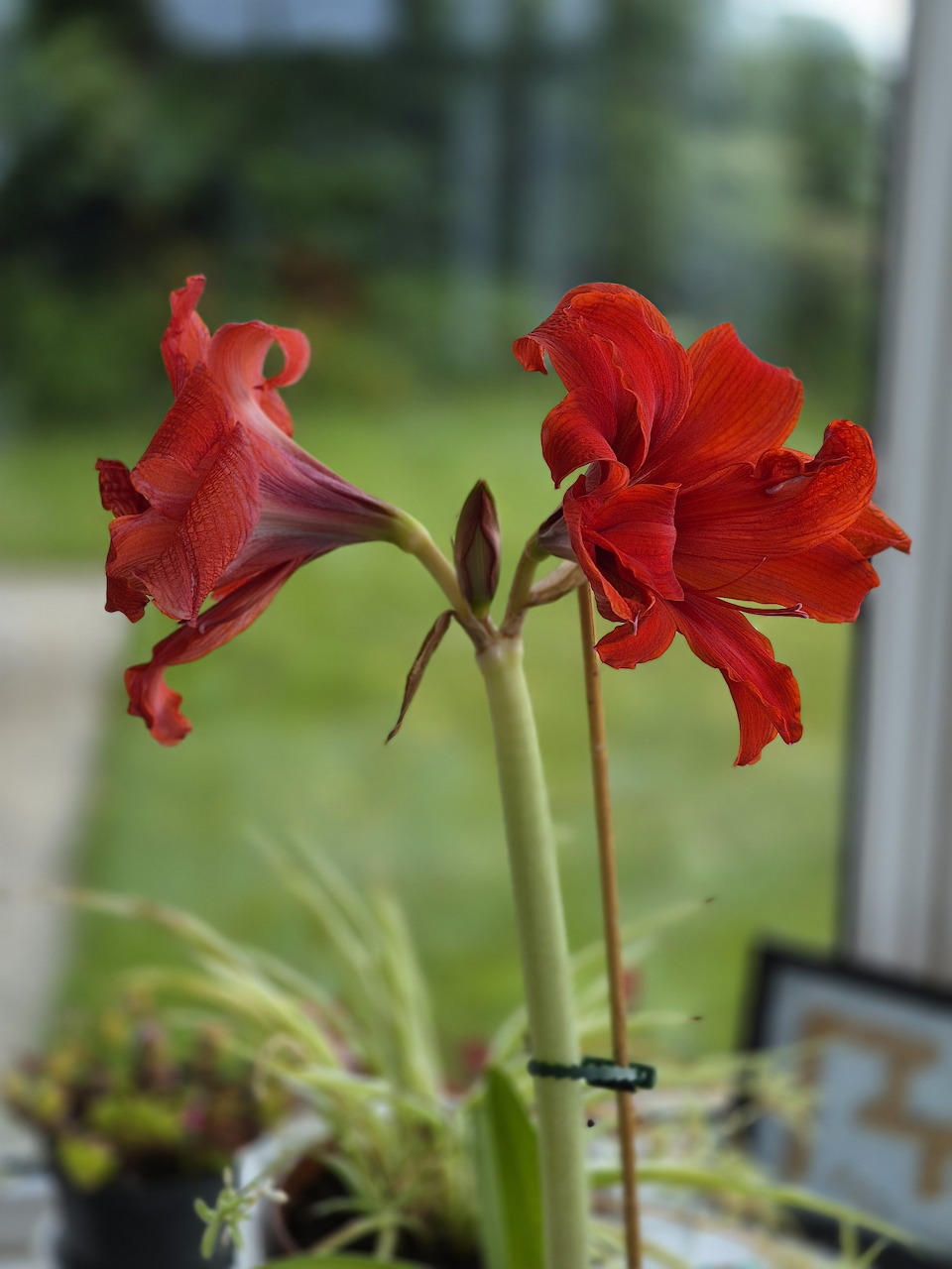 Red Lily Flowers