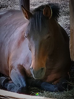 Bay horse with dark mane resting on straw in a stable, looking at camera