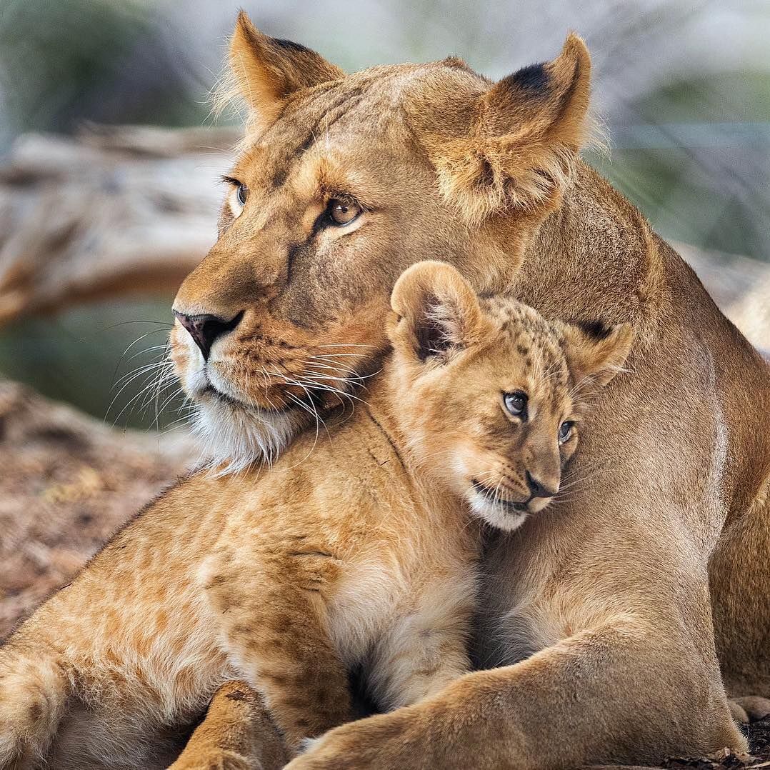 Lioness and Cub