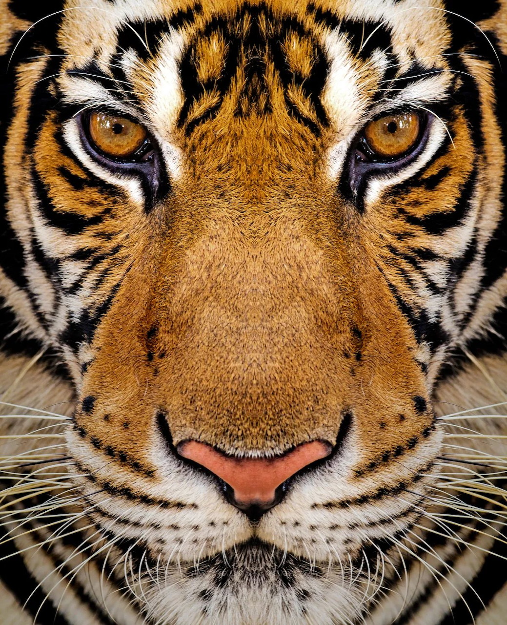 Tiger Face Close-Up