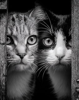 Two cats with wide eyes peeking through a wooden opening, black and white photo