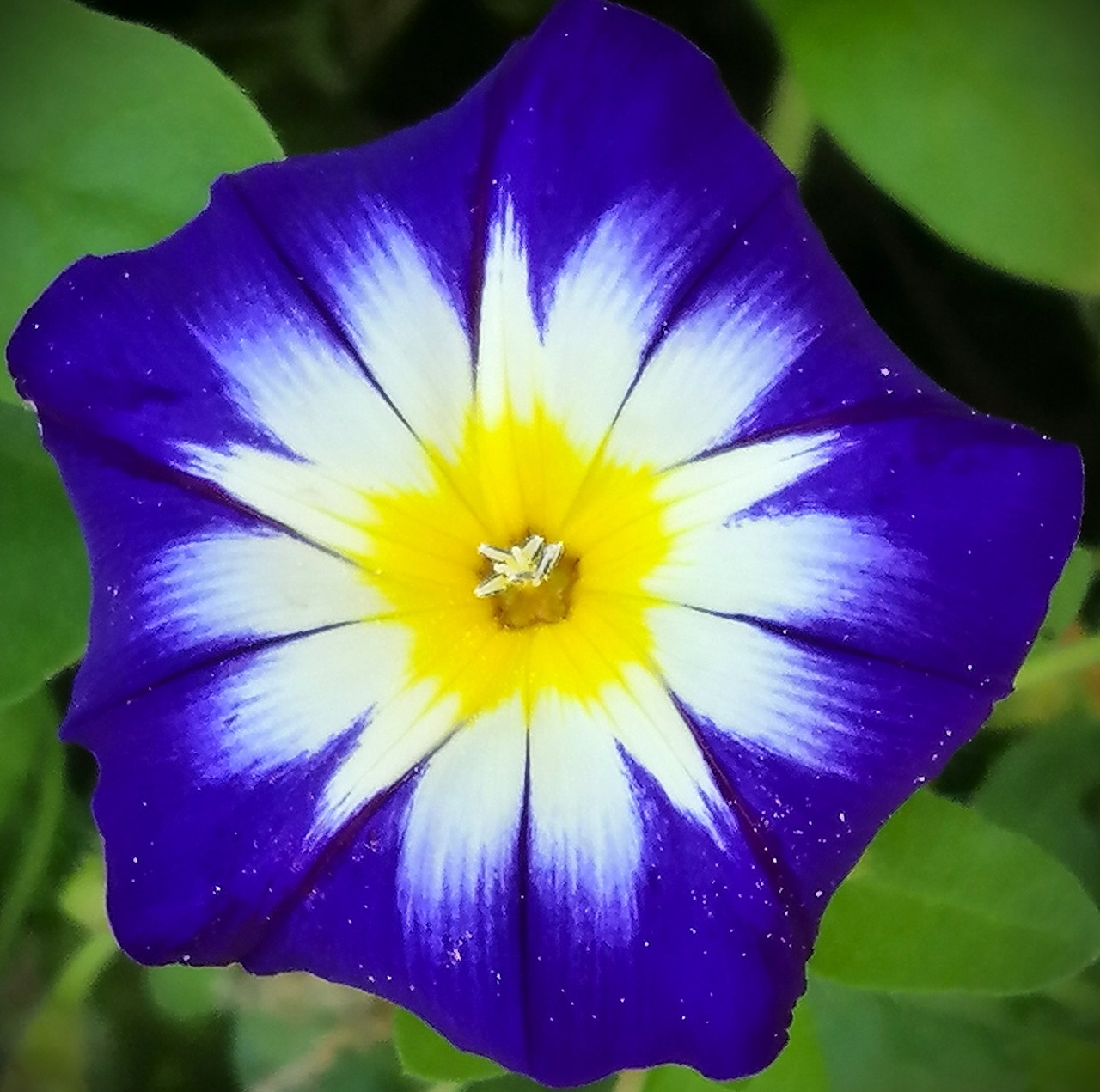 Close-up of a blue morning glory flower with white and yellow center