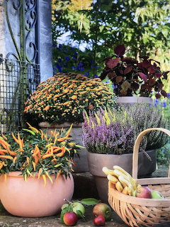 Colorful autumn garden display with poted chrysanthemums, heather, pepers, and harvest basket of squash and apples