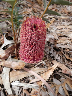 Pink banksia flower cone growing among dried brown leaves on the ground