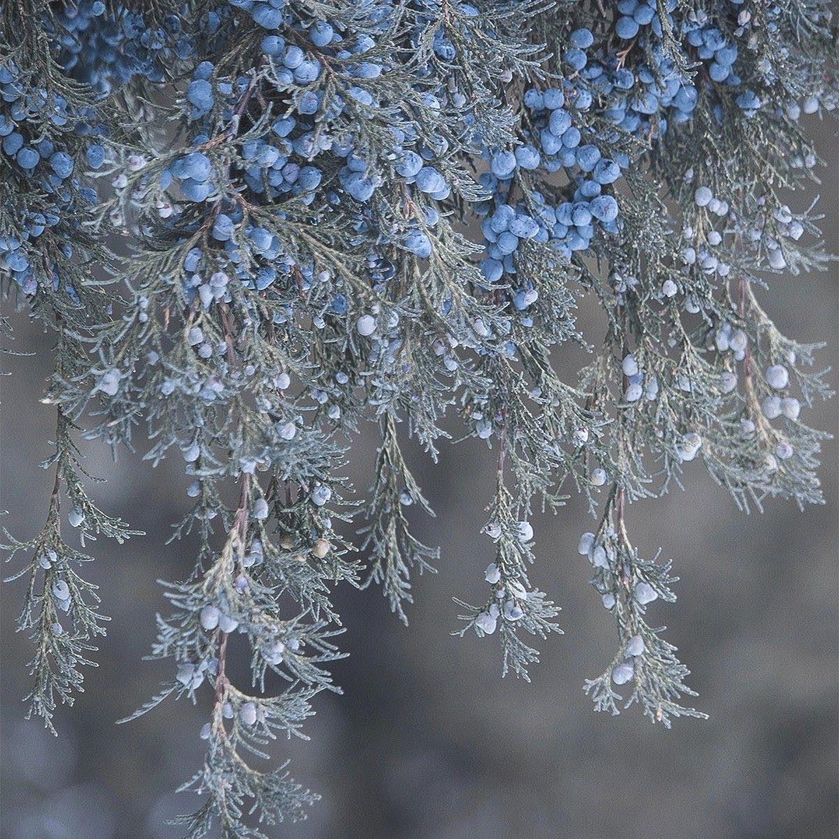 Frost-covered evergreen branches with clusters of small blue berries