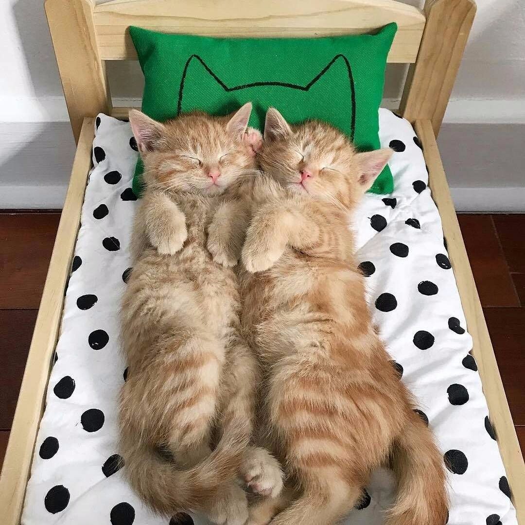 Two orange kittens cuddled together asleep on a miniature bed with polka dot sheets