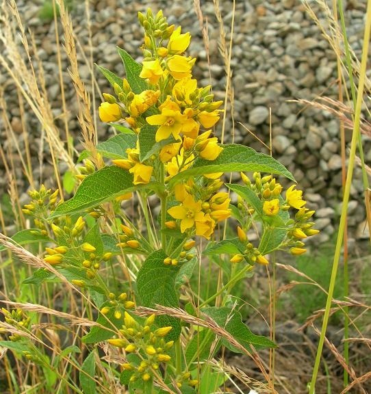 Lysimachia Vulgaris