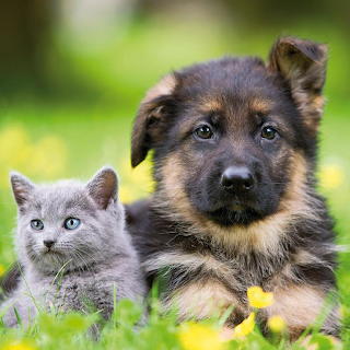 German Shepherd Puppy and Gray Kitten