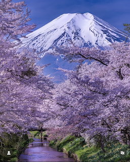 Mount Fuji Cherry Blossoms