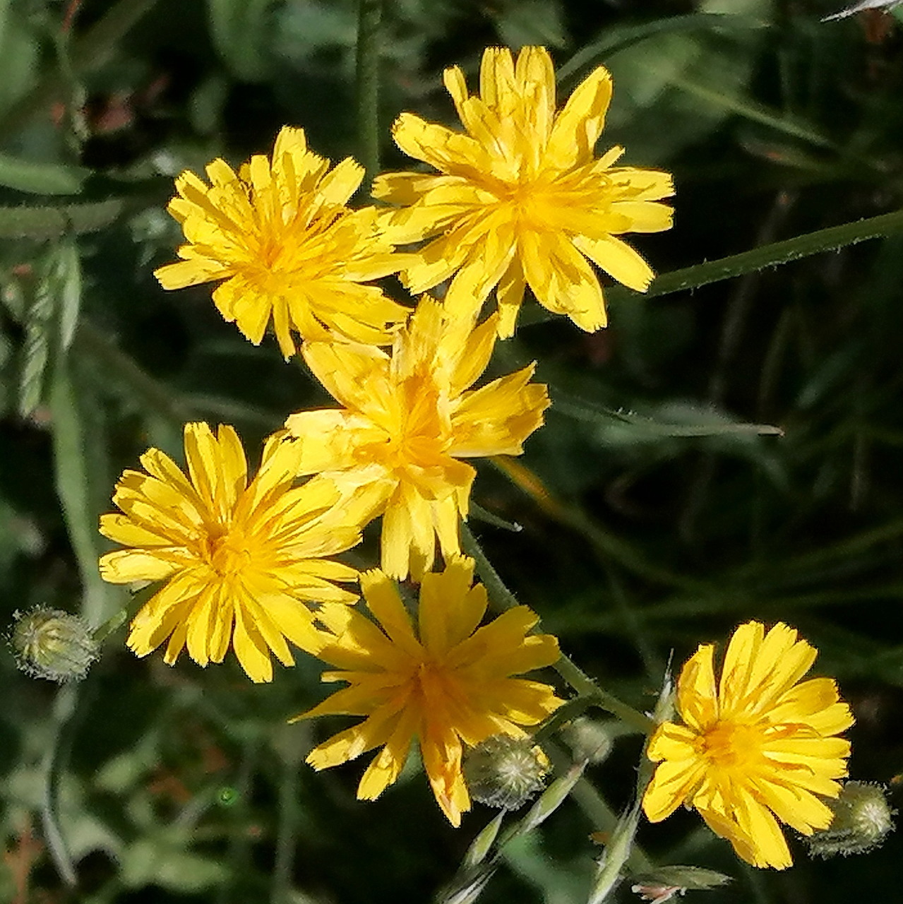 Cluster of bright yellow hawkweed flowers with thin petals against dark green foliage