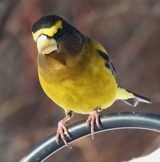 Yellow and black evening grosbeak perched on a curved metal rail
