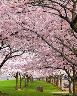 Row of cherry blossom trees in full pink bloom forming a canopy over a green lawn near water