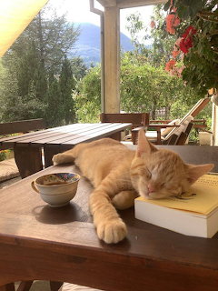 Orange kitten lying on wooden desk near bowl and book with garden view through window