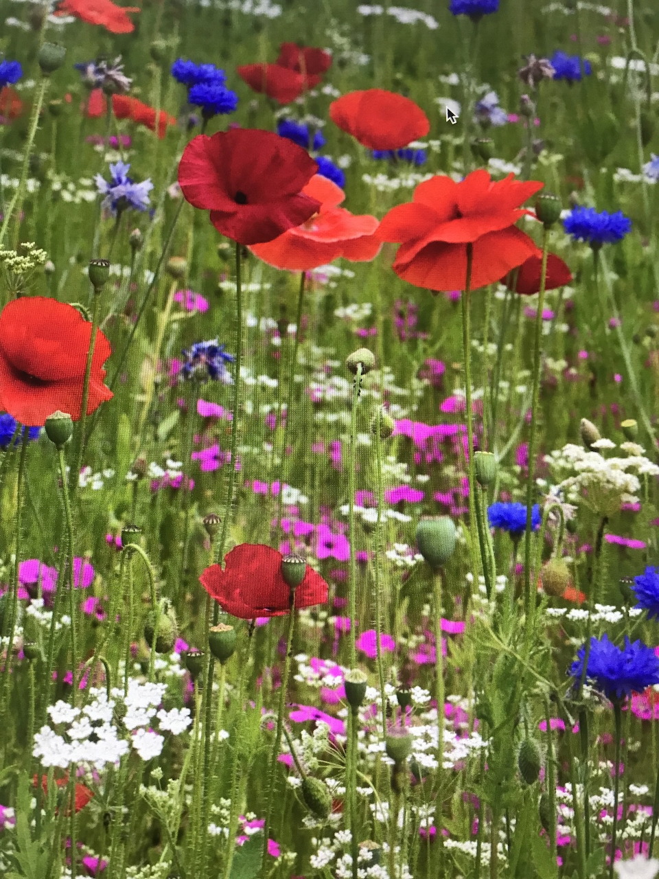 Colorful wildflower meadow with red poppies, daisies, and mixed blooms