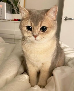 Gray and White Cat