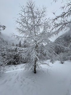 Snow-covered bare tree in a winter mountain landscape with heavy snowfall on the ground and surrounding trees