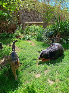 Cat and dog walking on grass lawn in sunny garden with cottage and greenery