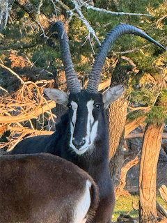Sable Antelope Portrait
