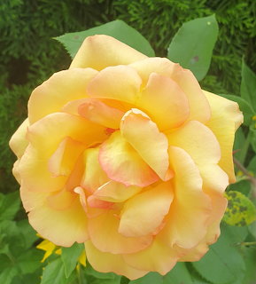 Close-up of a yellow rose with pinktipped petals bloming among green leaves