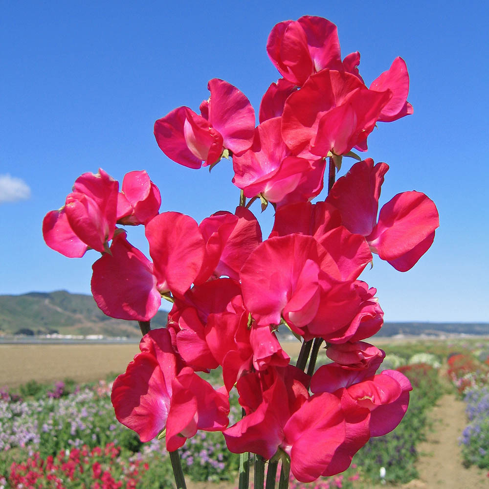 Pink Sweet Pea Flowers