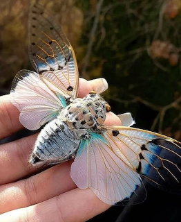 Pale cicada with transparent wings and spotted body held in hand