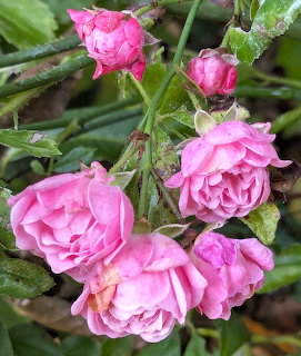 Cluster of blooming pink roses with water droplets on stems and leaves in a garden