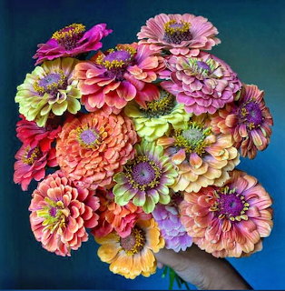 Colorful Zinnia Bouquet