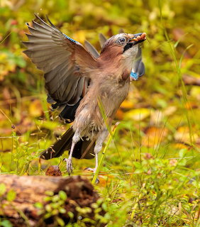 Eurasian jay with wings spread holding acorn in beak on mossy forest floor