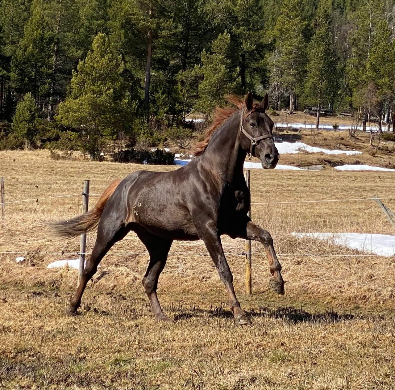 Brown Horse Running