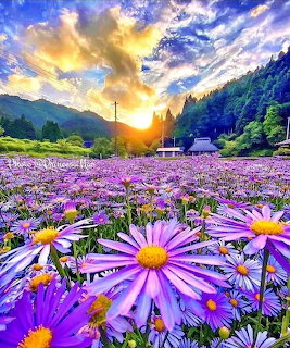 Purple Flower Field Sunset