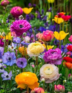Colorful spring garden with ranunculus and anemone flowers in purple, yellow, pink, white, and blue blooms