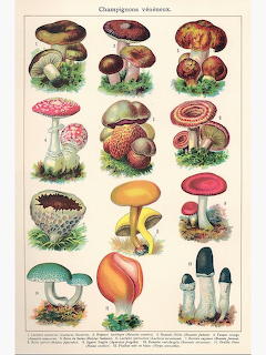 Vintage scientific chart showing multiple colorful mushroom species arranged in rows with botanical detail