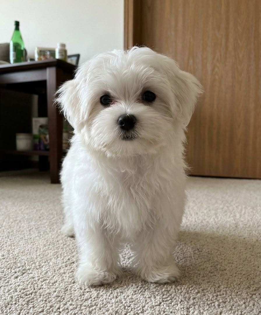 Fluffy white Maltese puppy sitting on a beige carpet indoors