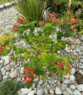 Red berry clusters on green plants surrounded by smooth gray river stones in a garden bed with grasses
