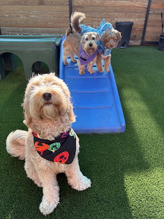 Dogs in Halloween Costumes