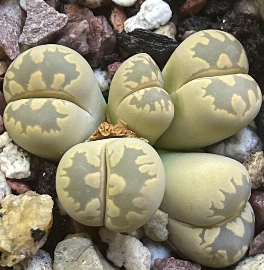 Close-up of lithops succulents surrounded by small rocks and pebbles