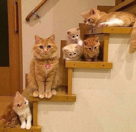 Orange tabby cat and multiple kittens posing on wooden indoor stairs