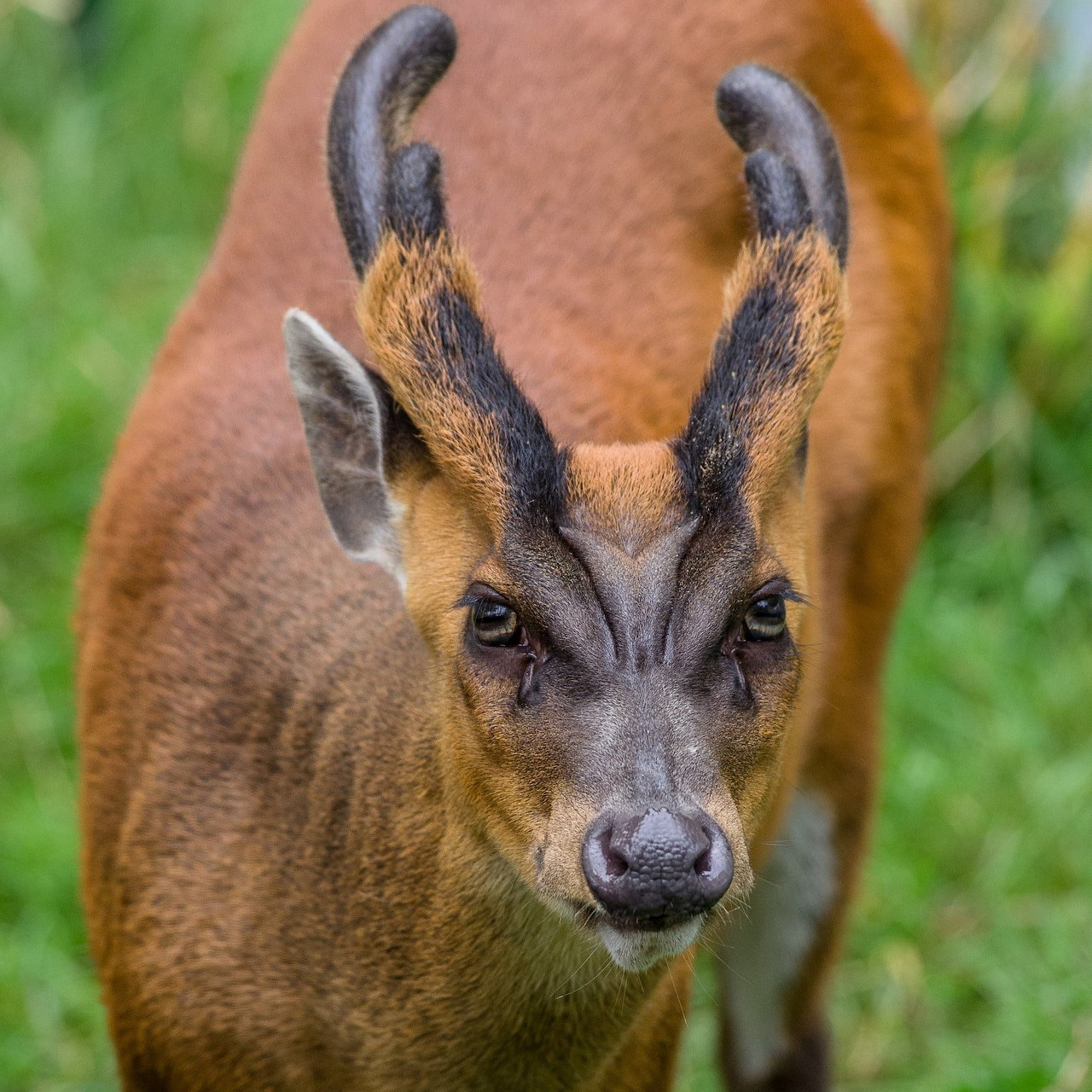 Close-up portrait of a reddish-brown duiker antelope with curved horns facing the camera